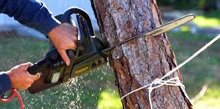 Best Lawn Pest Prevention  in Henderson, KY