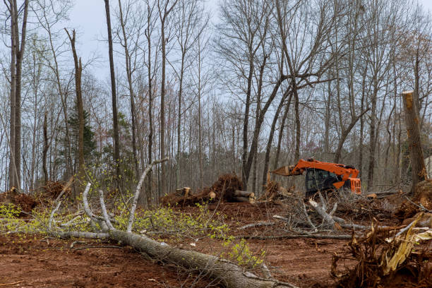 Best Tree Trimming and Pruning  in Henderson, KY