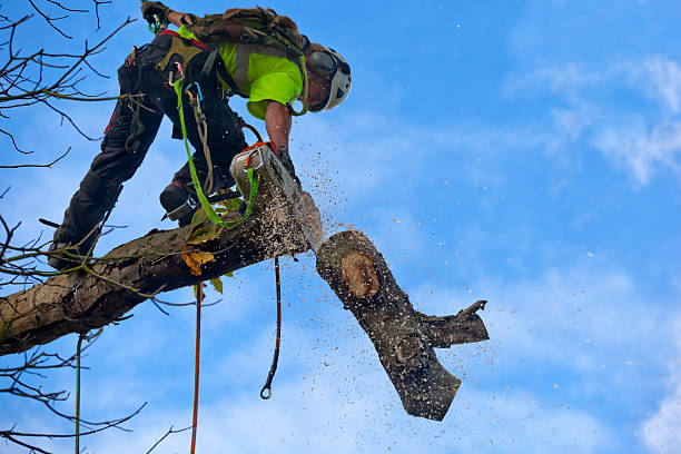 Best Tree Disease Treatment  in Henderson, KY